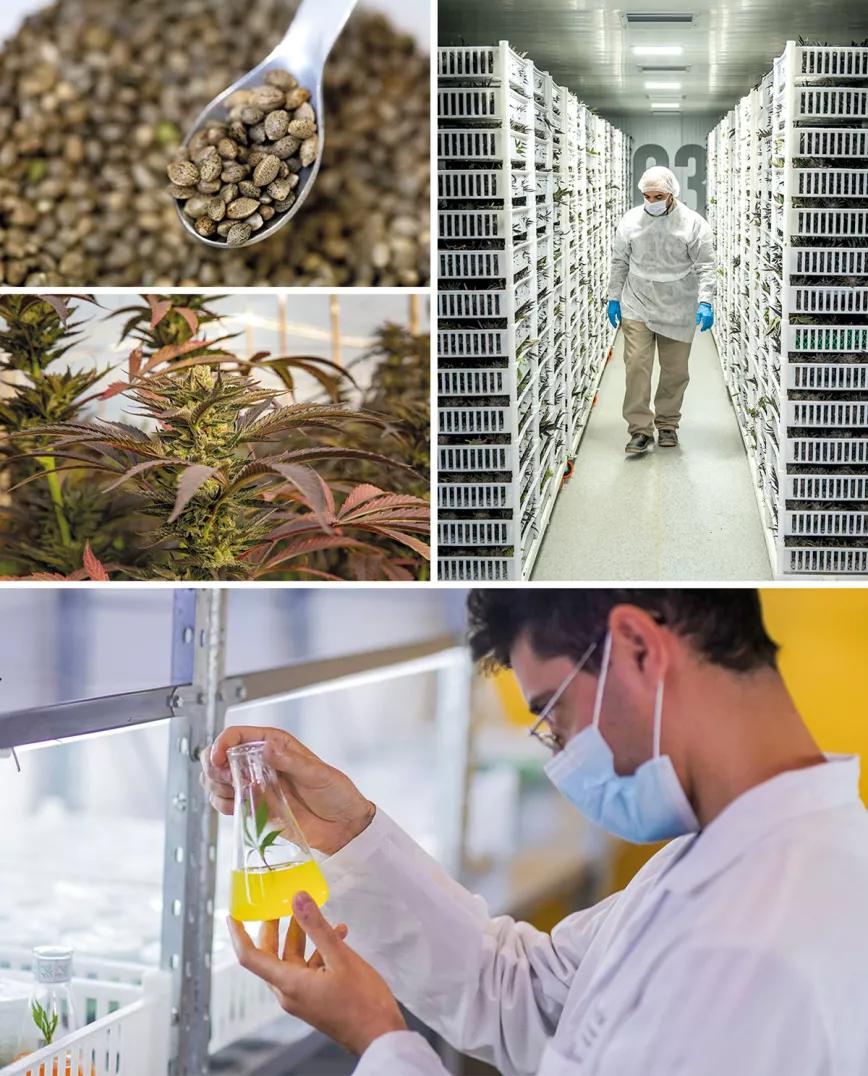 Industria Argentina. Desde 2017 en el país se está desarrollando la producción para elaborar  aceite medicinal de cannabis, desde el cultivo con  genéticas propias hasta el procesamiento  de laboratorio