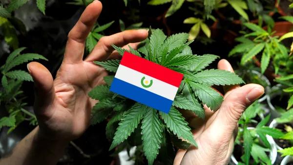 Presentan una ley para legalizar la marihuana en Paraguay