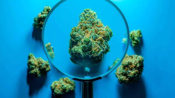 El cannabis podría ser utilizado para resolver crímenes