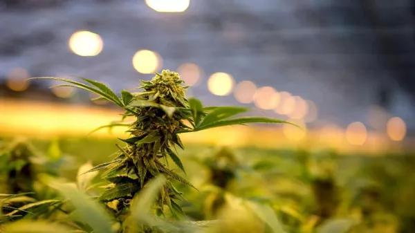 la Mesa Estratégica de Cannabis Medicinal y Cáñamo Industrial