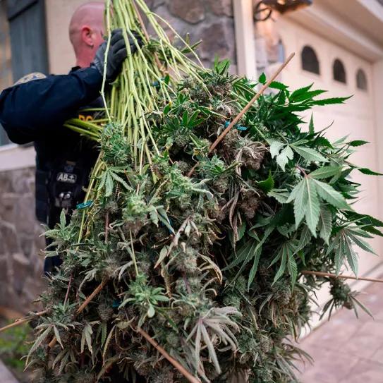 California incautó casi 50 millones de euros de cannabis ilegal en el primer trimestre del 2024