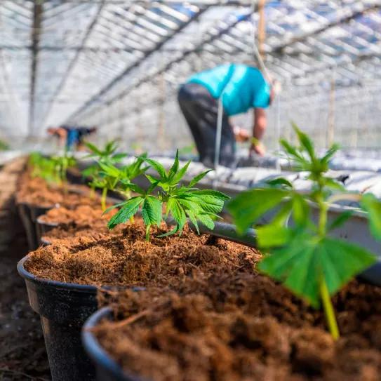 Colombia invierte más de un millón de euros para promover la industria del cannabis