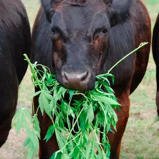 El alimento balanceado de cáñamo reduce el estrés en las vacas