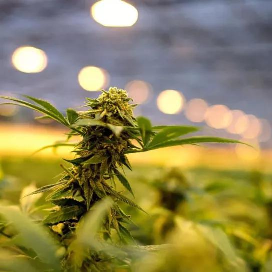 la Mesa Estratégica de Cannabis Medicinal y Cáñamo Industrial