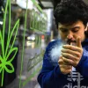 Consumo de cannabis en adolescentes no aumenta en Uruguay pese a la regulación