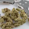 NORLM lanza campaña para reducir la persecución del cannabis durante la Covid-19