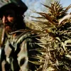 El Gobierno Talibán afgano anuncia un dudoso acuerdo comercial para producir cannabis