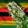 Zimbabwe autoriza el uso medicinal de cannabis no psicoactivo