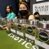 Tailandia prepara una ley para restringir la legalización del cannabis