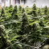 España le ha comprado a Portugal unas seis toneladas de cannabis 