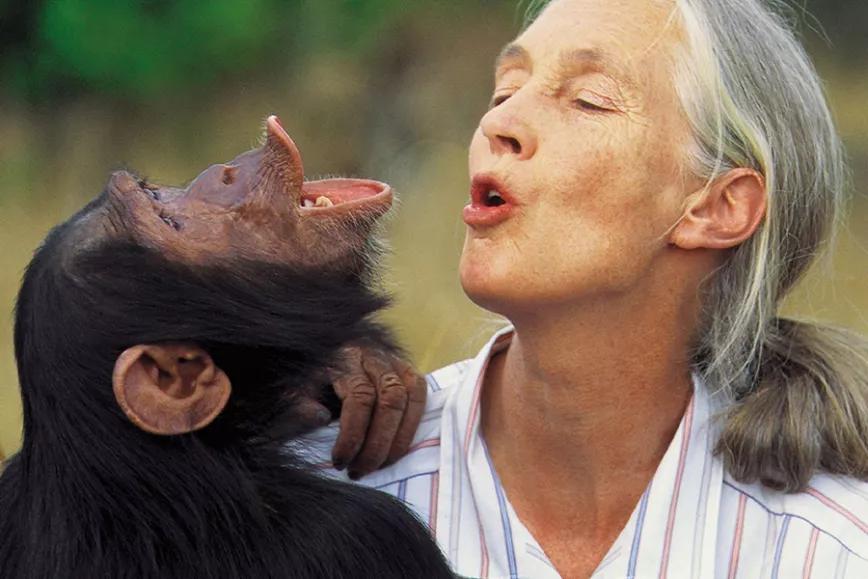 Jane Goodall se asocia con una compañía de CBD para ayudar al medio ambiente