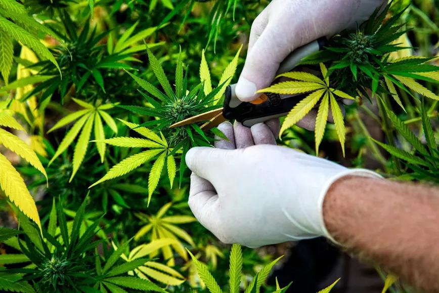 Gobierno español otorga otra licencia para el cultivo de cannabis medicinal pero en España sigue estando prohibido