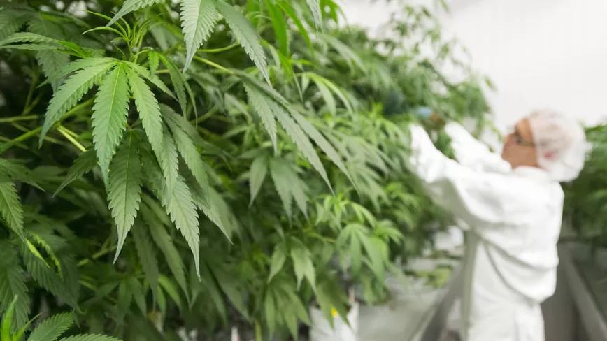 Países Bajos reduce las exportaciones de cannabis por primera vez en 10 años