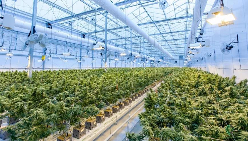 Almería aprueba un proyecto empresarial de cultivo de cannabis medicinal 