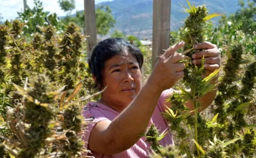 Oaxaca reconoce los derechos de los usuarios de cannabis con una declaración histórica 