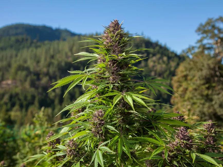 Absuelven a un hombre que cultivaba 62 plantas de marihuana para consumo propio