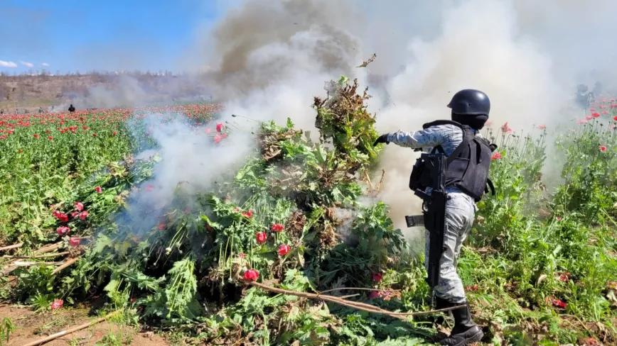 Así destruye una plantación de opio en Sinaloa el ejército mexicano