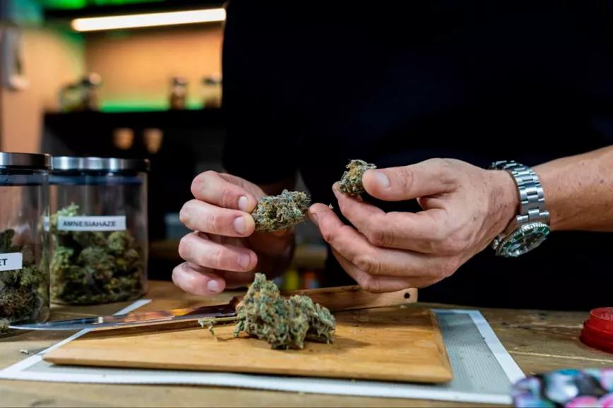 Los clubs de cannabis alemanes piden una ley más práctica y realista 