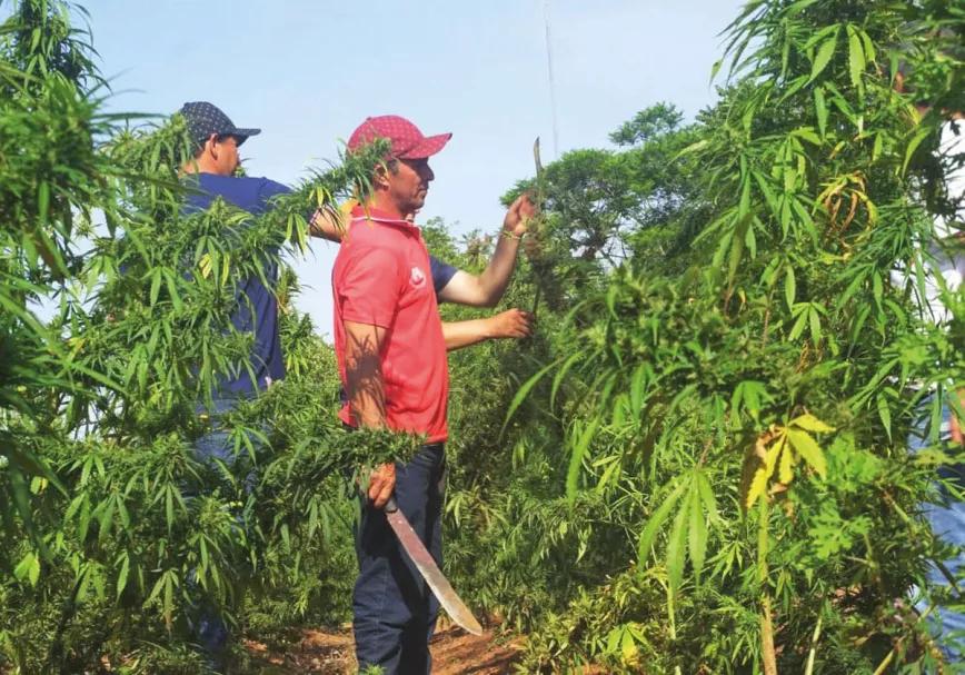 Paraguay reivindica el cannabis legal en la feria de Asunción
