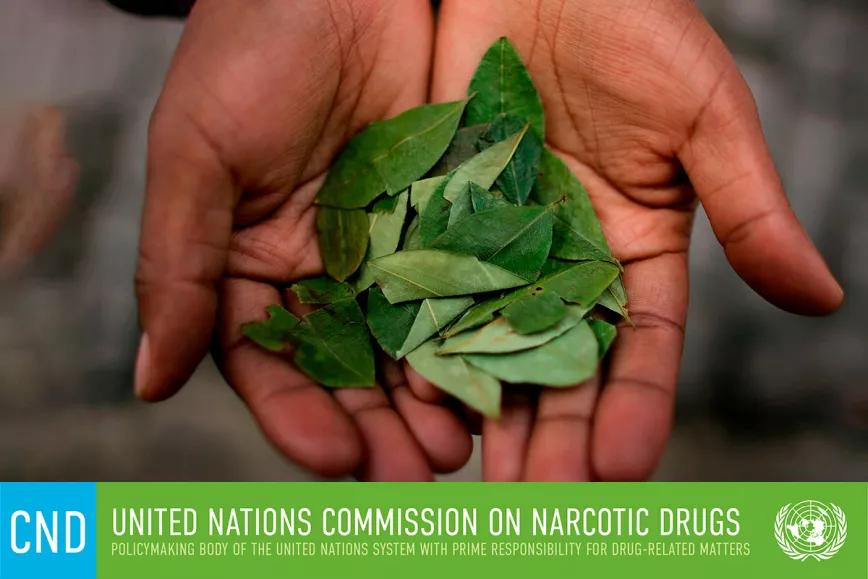 Países Bajos deja de oponerse a la despenalización de la coca en Bolivia 