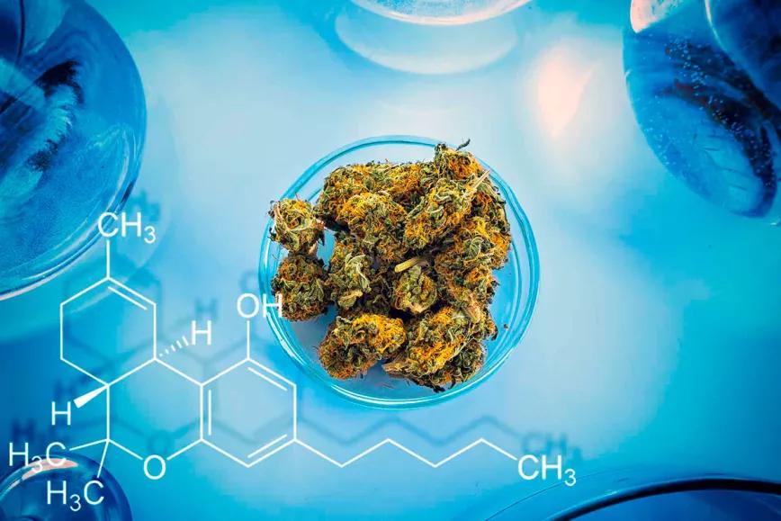 California advierte a los laboratorios para que no inflen el THC del cannabis que analizan