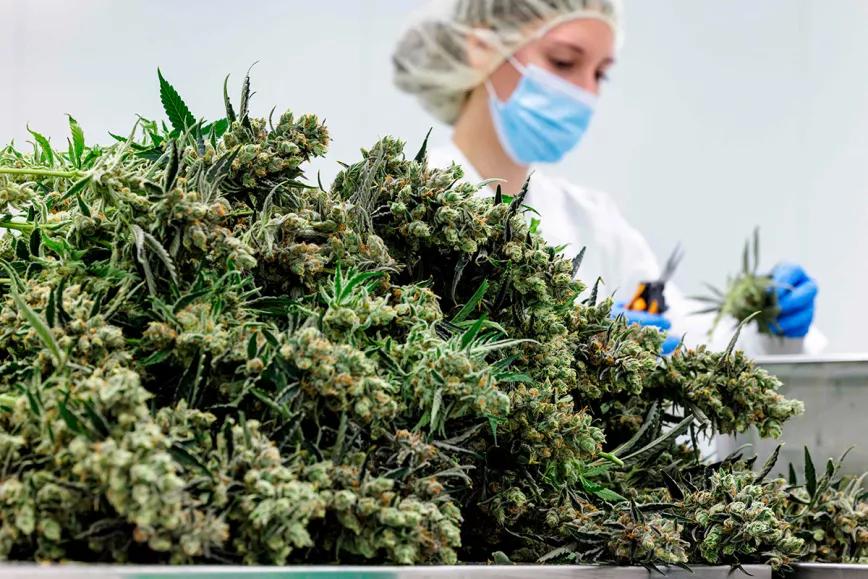 Países Bajos empezará a vender cannabis cultivado legalmente este viernes