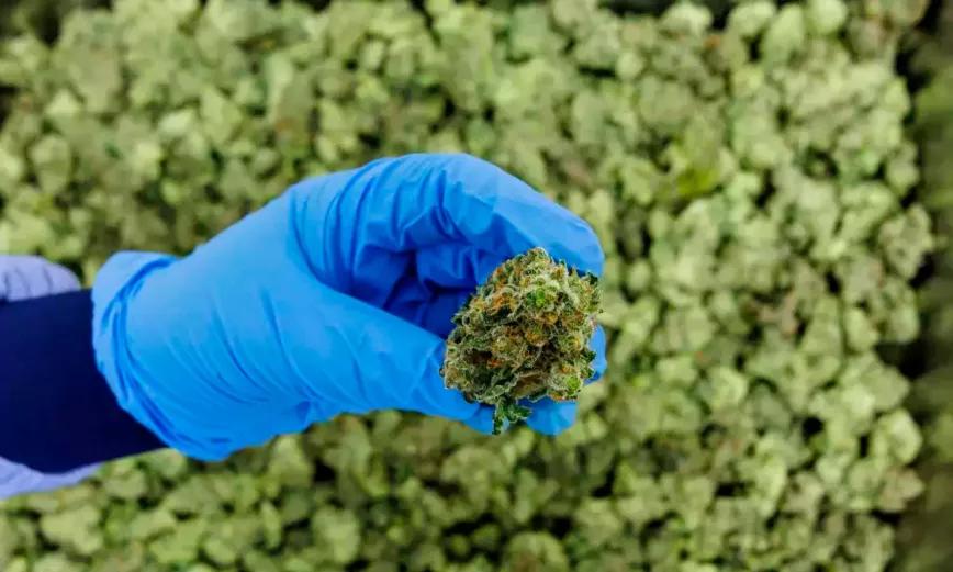 EEUU recomienda reclasificar al cannabis en la Lista III de sustancias prohibidas