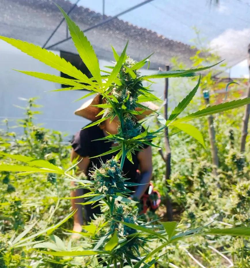 La Justicia de Brasil habilita un cultivo comunitario de cannabis para 57 personas
