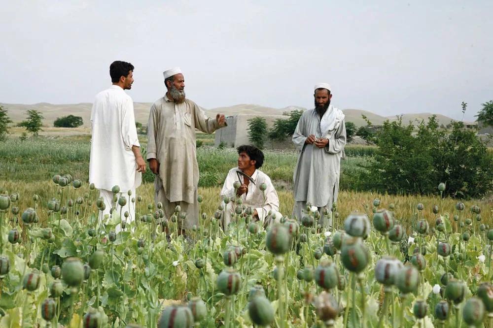 Plantación de opio en Afganistán. A la izquierda, Murtaza Majeed  retratado por Nigel Brunsdon en la Conferencia de Reducción  de Daños de San Diego, 2016.
