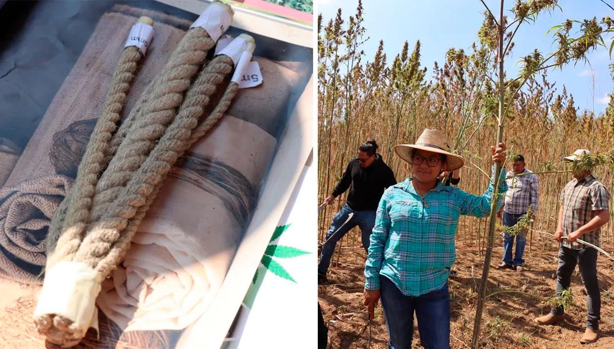 La primera cosecha comunitaria de cáñamo en México