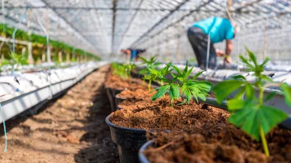 Colombia invierte más de un millón de euros para promover la industria del cannabis