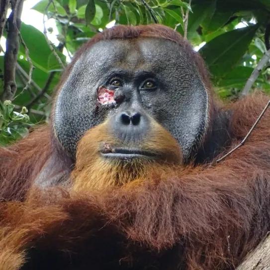 Un orangután utilizó una planta medicinal para curarse de una herida