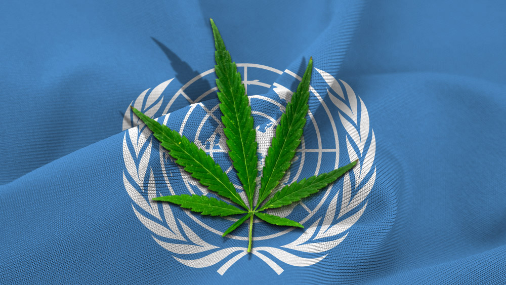 La ONU votará en diciembre para reconocer el valor medicinal del cannabis 