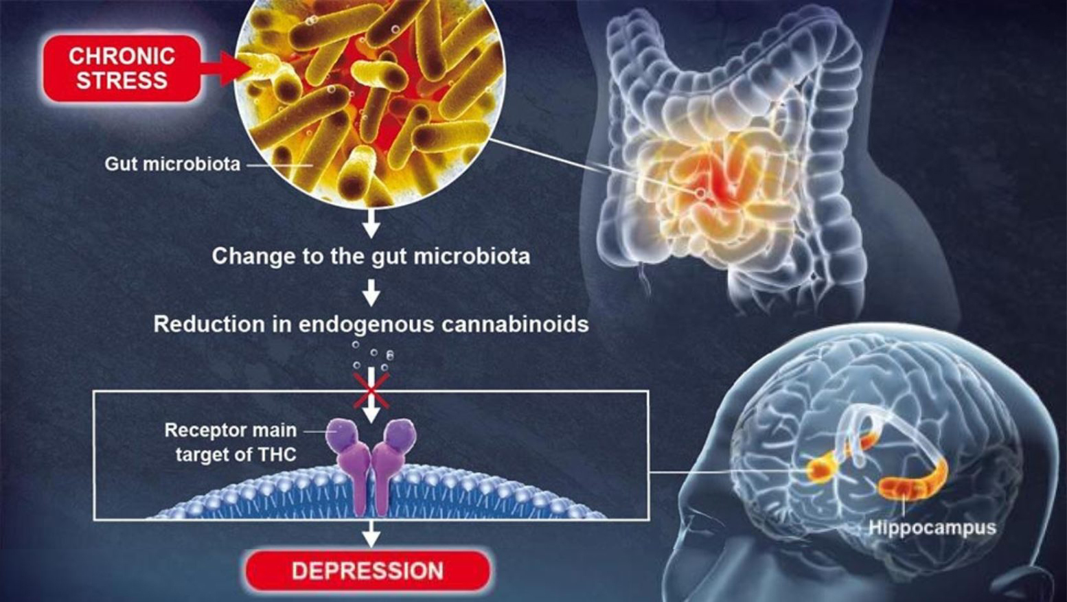 El sistema endocannabinoide interviene en la relación entre microbiota intestinal y depresión 