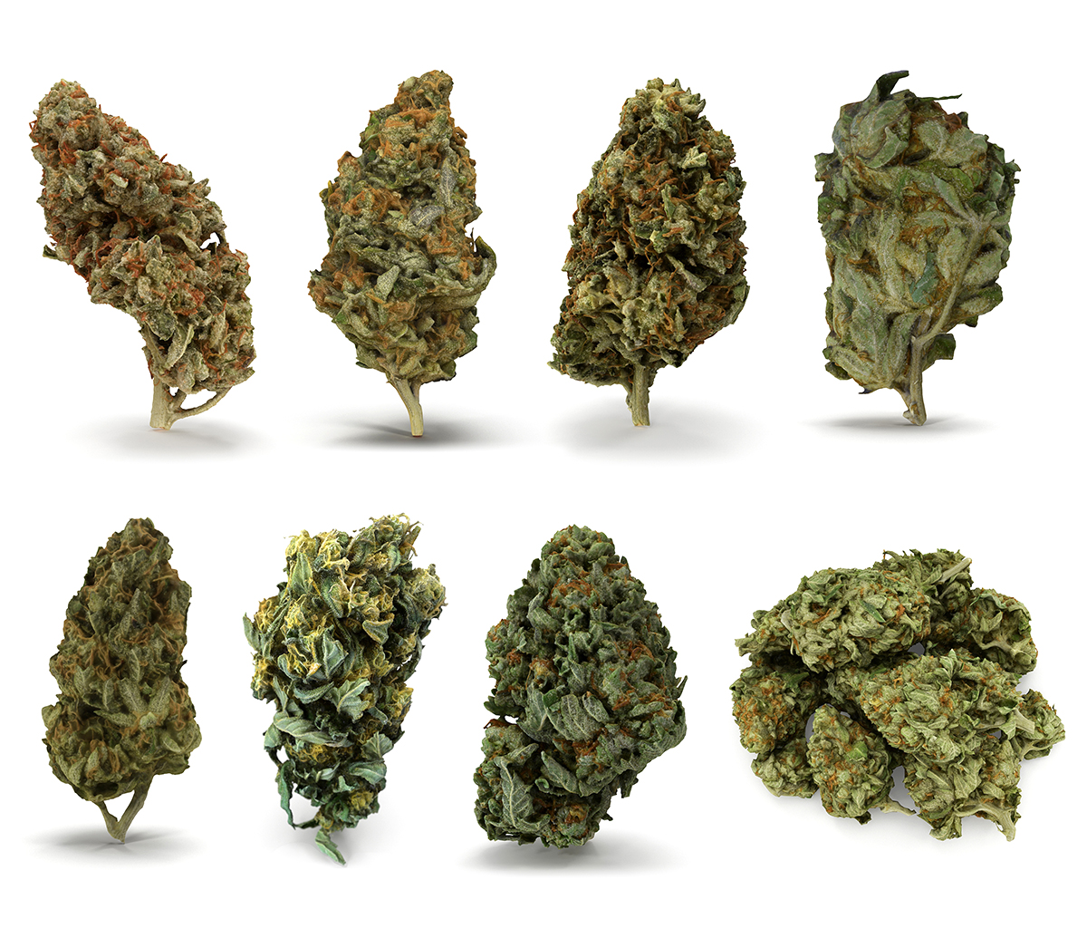 No, los cogollos del cannabis no son flores, son frutos partenocárpicos