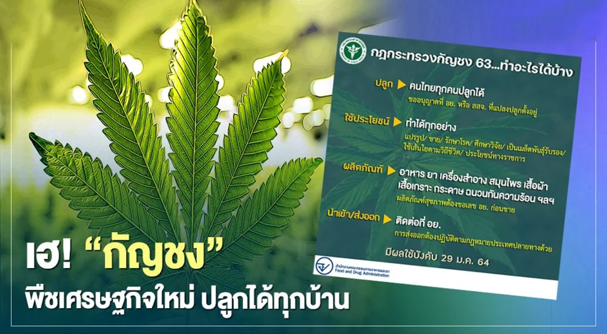 Tailandia regula el cannabis no psicoactivo y anima a cultivarlo 