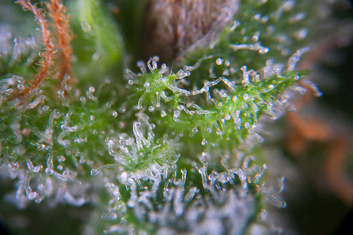 Paradise Seeds. los tricomas del cannabis bajo el microscopio