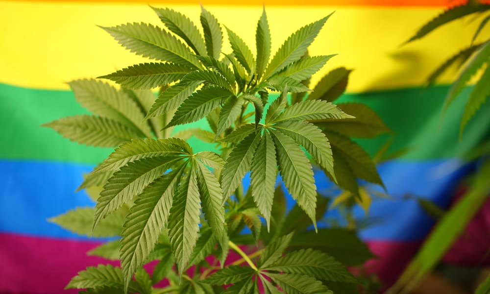 Las primeras victorias del cannabis en EE UU se deben a activistas LGTBIQ