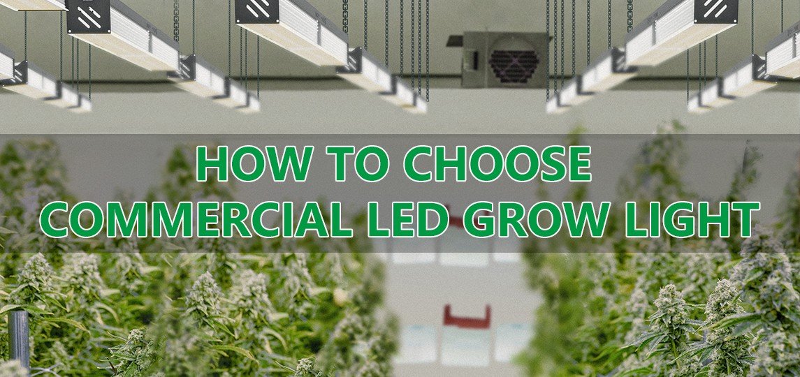 Cómo elegir una luminaria de cultivo LED comercial