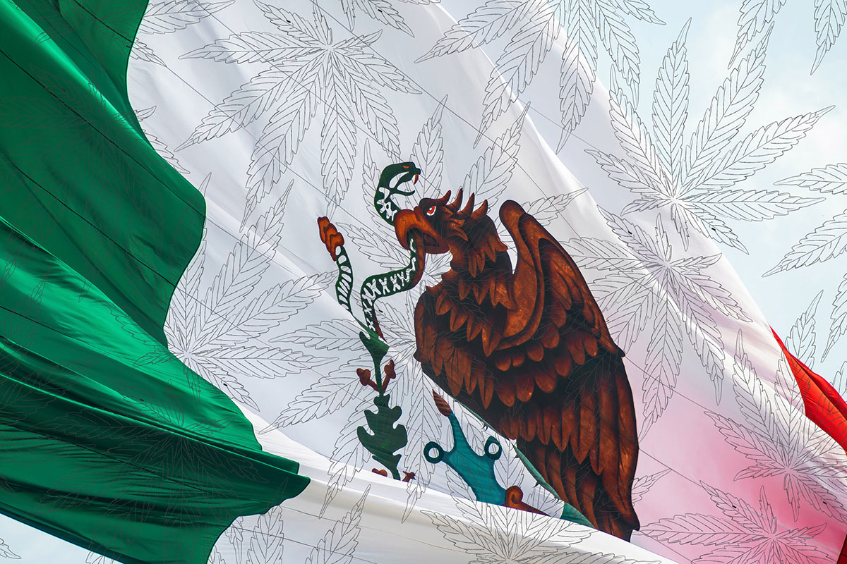 Qué se puede hacer con el cannabis en México