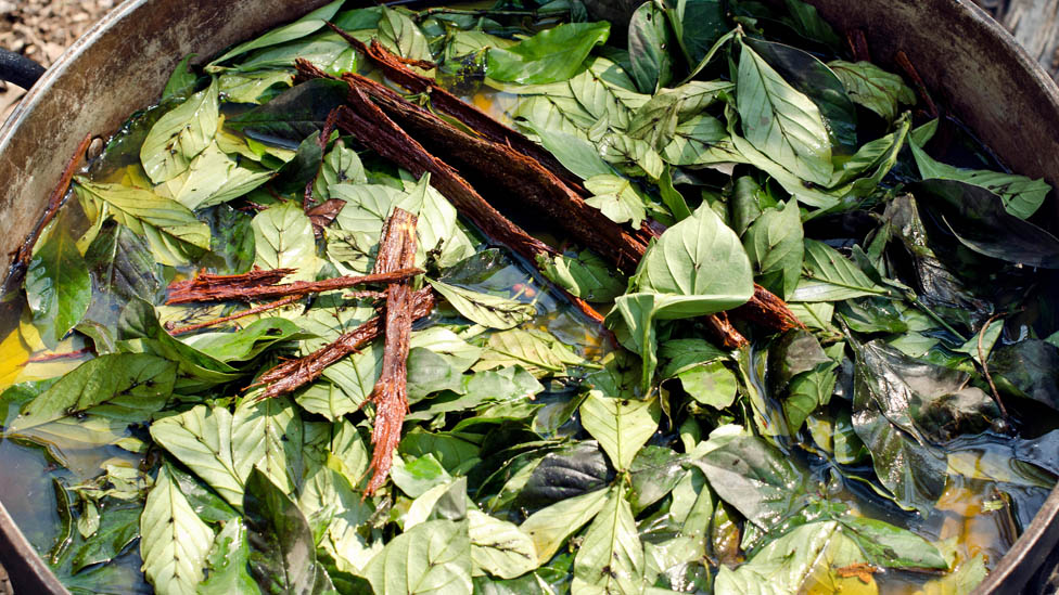 Un estudio evaluará el efecto de la ayahuasca en la prevención del duelo prolongado