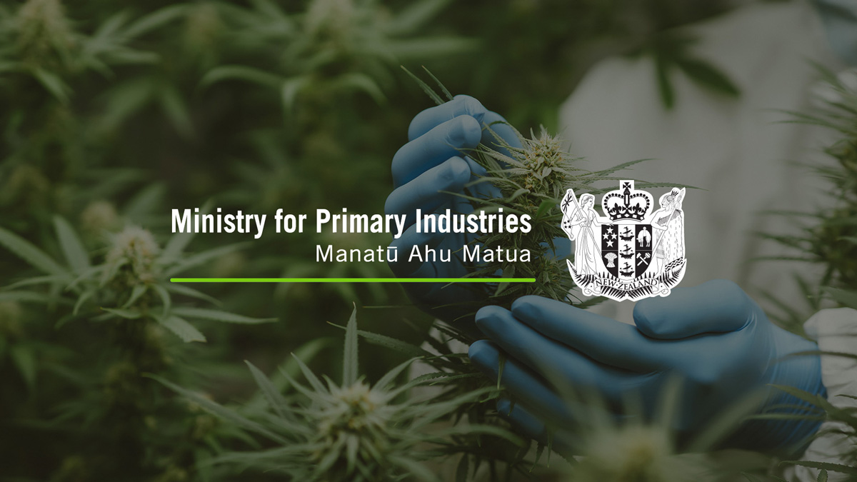 El Gobierno de Nueva Zelanda invierte en investigación para mejorar la producción de cannabis medicinal
