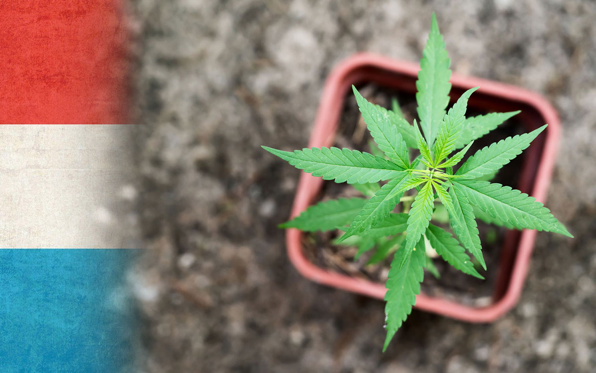 Luxemburgo revela nuevos detalles sobre la legalización del cannabis