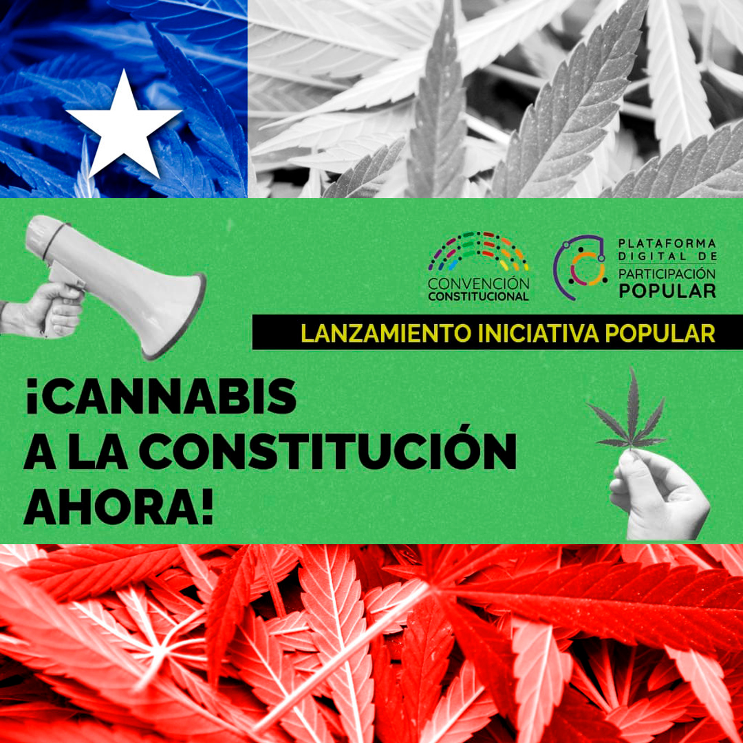 Varios cargos electos y organizaciones civiles de Chile piden incluir el derecho al cannabis en la Constitución