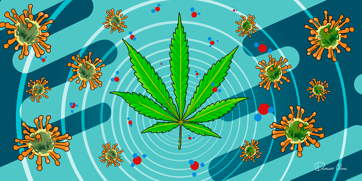 Los expertos advierten de que no hay pruebas para decir que el cannabis cure la covid-19