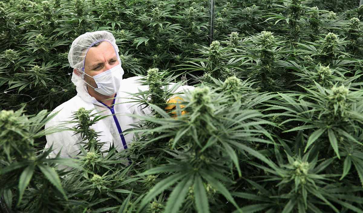 Francia legaliza la producción de cannabis medicinal mediante decreto 