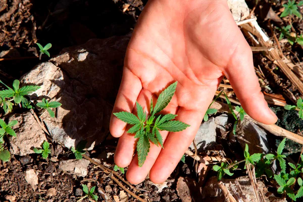 Descubren plantas de marihuana en el jardín del Parlamento neozelandés