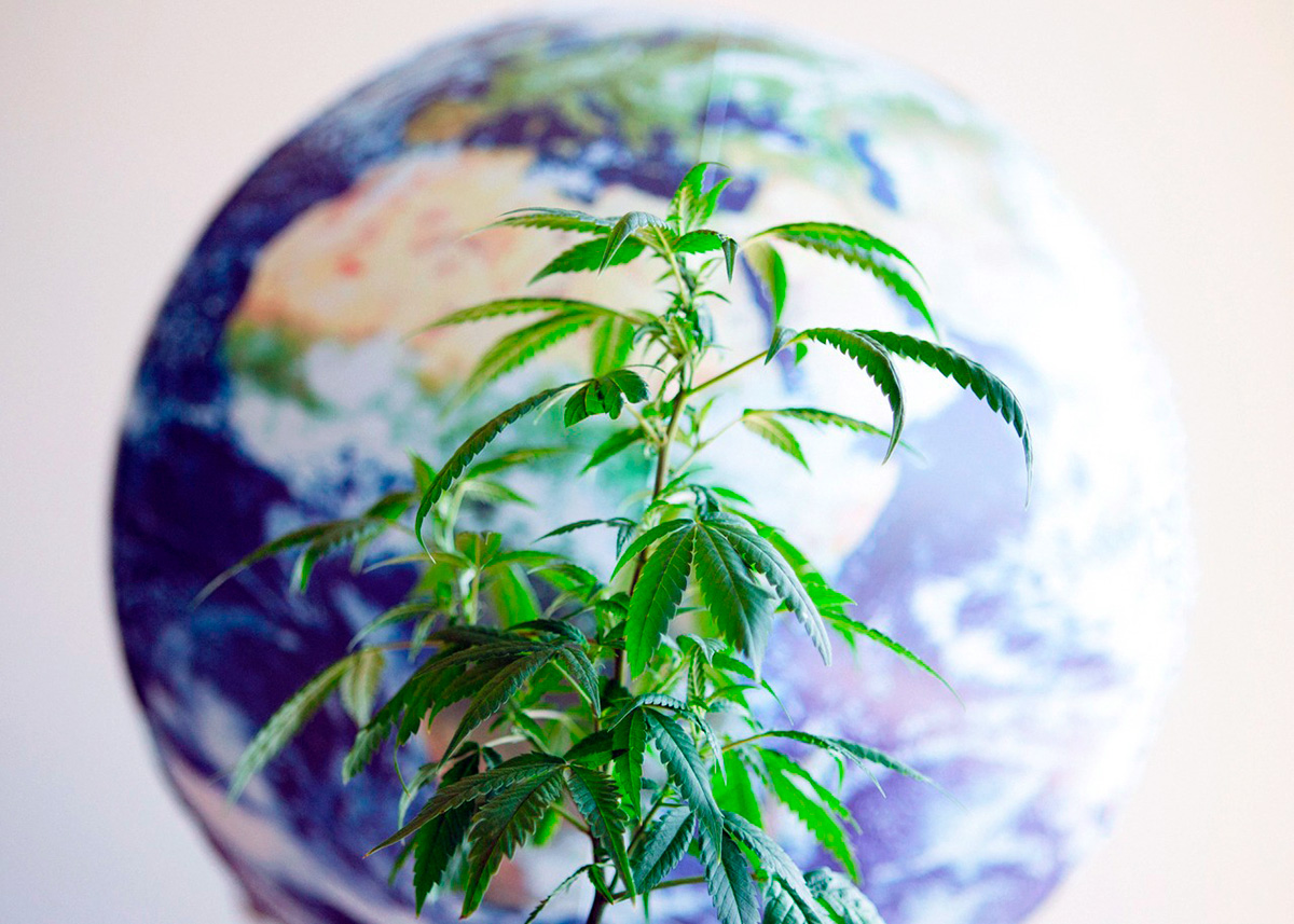 Según un informe, ningún convenio internacional prohíbe legalizar el cannabis