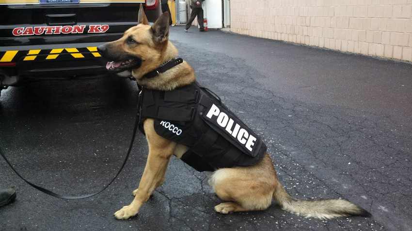 fuerte radical barajar ¿Se puede engañar a un perro policía?