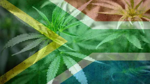 El plan maestro de Sudáfrica para el cannabis